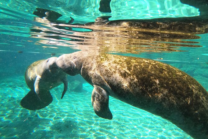 Private Manatee Snorkeling Tour - Scenic Boat Ride Around Kings Bay and Crystal River