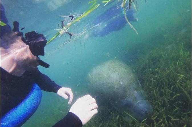 Private Manatee Snorkeling Tour - Professional Guides and Wildlife Compliance