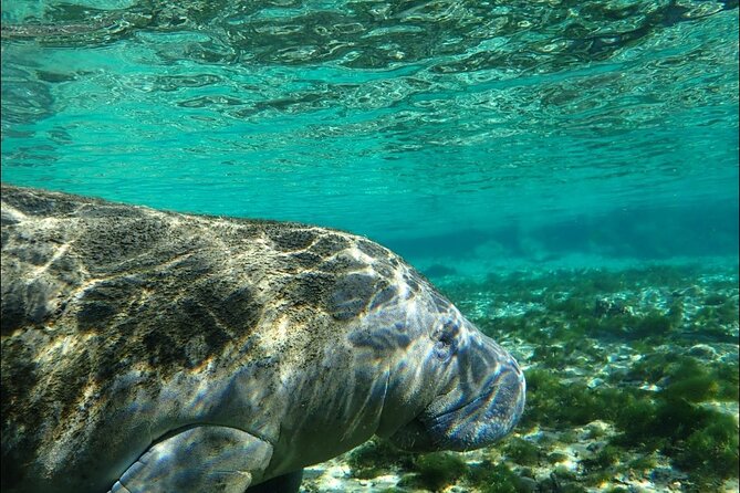 Private Manatee Snorkeling Tour - Who Will Enjoy This Tour Most?