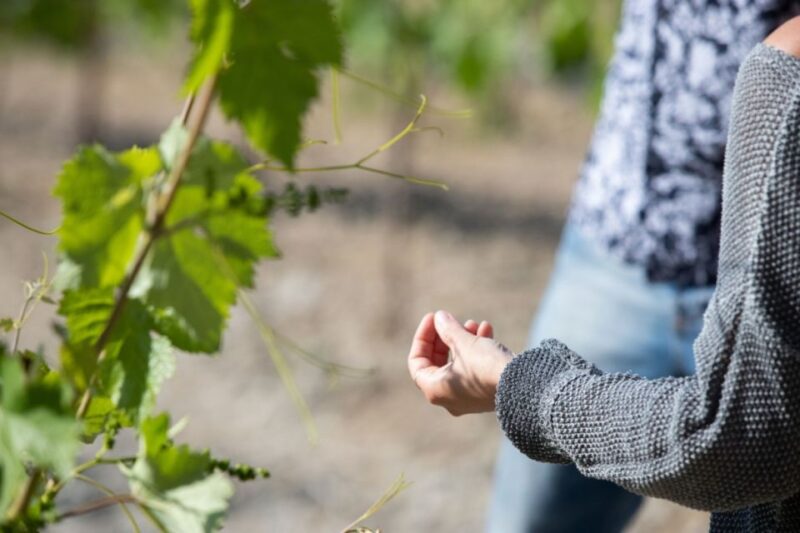 Private : Margarites village-Arkadi Monastery-Patsos Gorge - Savoring Cretan Wines at the Kourkoulou Family Winery