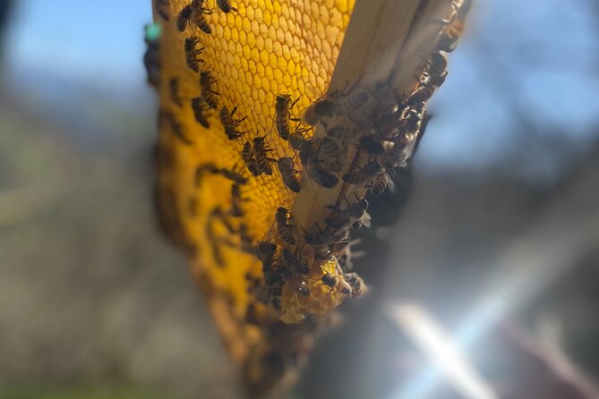 Private Mead Taste Experience in Lourdes - A Close Look at the Lourdes Mead Tasting Location