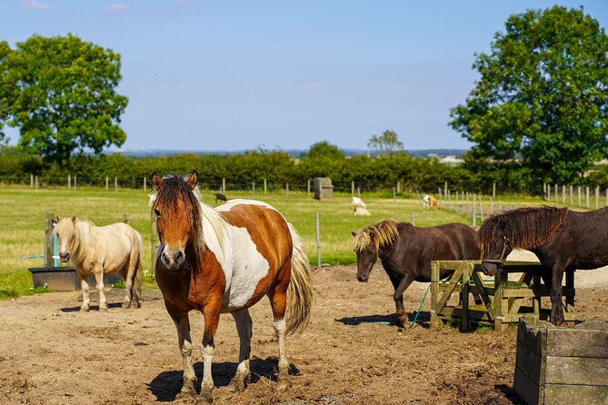 Private Miniature Horse Walking near Lincoln - What the Tour Involves: Handling, Grooming, and Walking