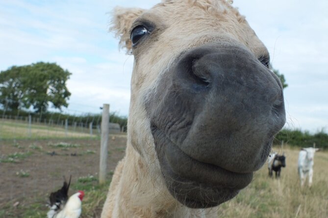 Private Miniature Horse Walking near Lincoln - The Experience Provider: Stella’s Falabellas