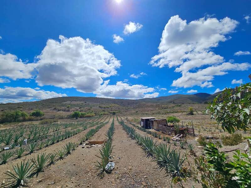 Private Mitla, Hierve el agua and Mezcal Tour with Lunch - The Return Journey and Practical Details