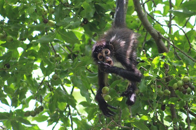 Private Monkey Sanctuary Trails with Zipline Canoe and Cenote - Canoe Ride in the Tranquil Lagoon