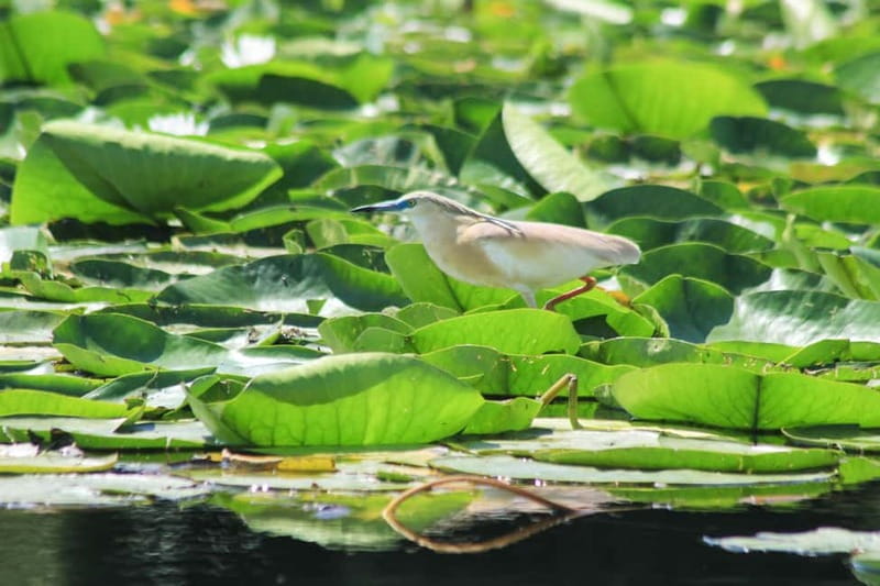 Private morning tour with refreshments and hidden canals! - Discover the Serenity of Skadar Lake on a Private Morning Tour