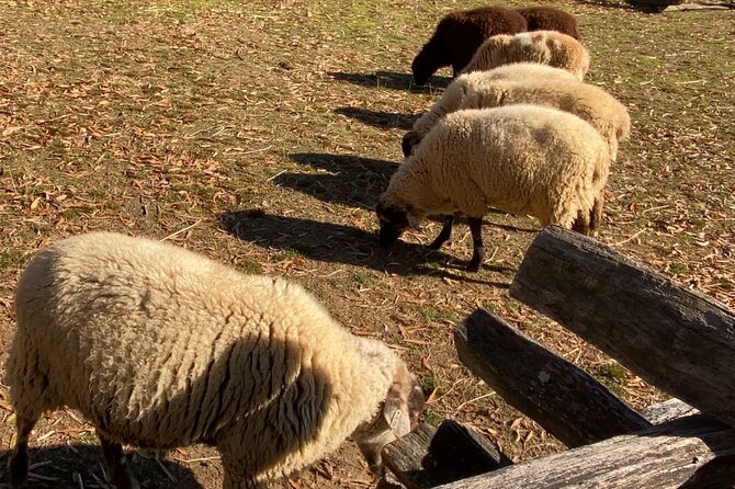 Private Mount Vernon Tour for up to 10 Guests - Key Points