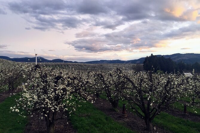 Private Mt Hood Waterfall Tour with Lunch and Wine included - Wine Tasting and Lunch in the Columbia Gorge