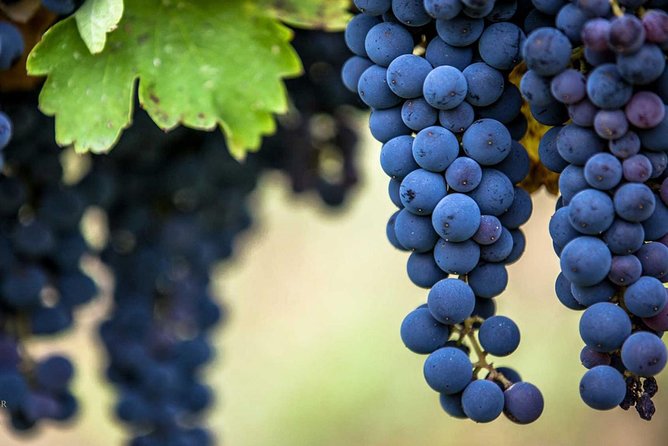 Private Mt Vesuvius and Pompeii with Lunch and Wine Farm Experience - Wine and Food Tasting at a Mount Vesuvius Winery