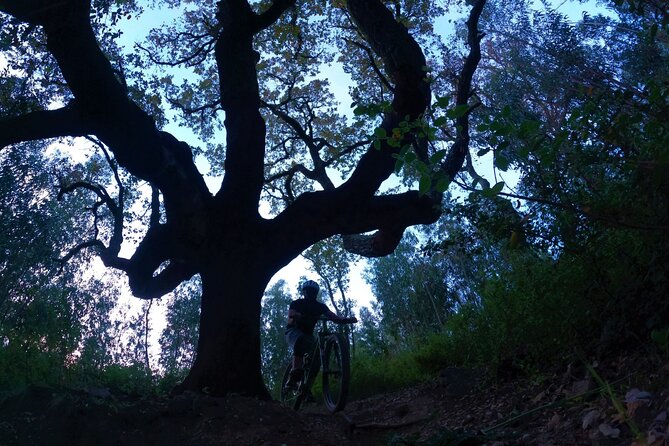 Private MTB Enduro Trail Tour in Sintra - Cascais Natural park - Sintra’s Microclimate Creates Unique Trail Conditions
