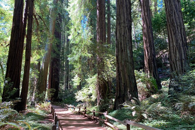 Private Muir Woods Tour Via Luxury Tesla - Exploring Sausalito: Charm by the Bay