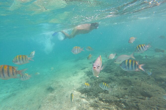 Private MUSA Snorkeling Experience at Isla Mujeres and Cancun - The Boat and Guide Experience