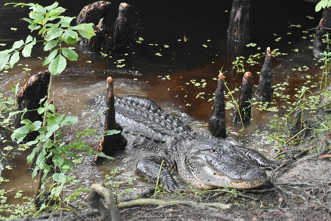 Private New Orleans Airboat Adventure - Wildlife Watching: Alligators, Turtles, and Birds Galore