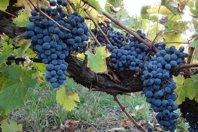 Private Niagara Falls, Niagara-on-the-Lake, Canada - Day Tour with Hotel Pick Up - Pacing and Duration Considerations