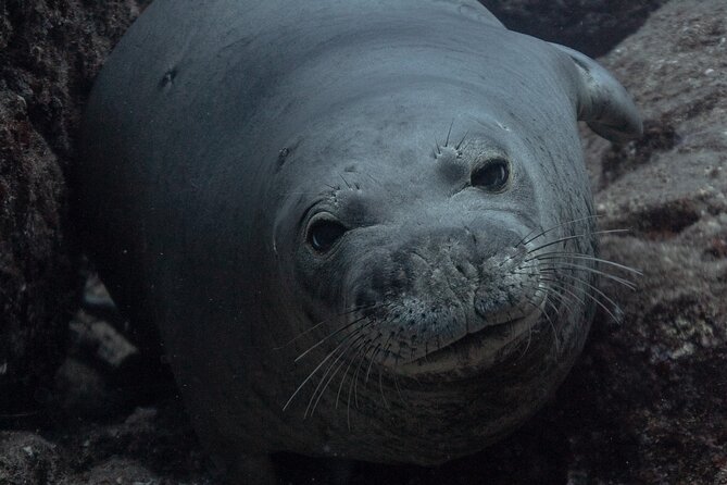 Private Niihau Scenic Snorkel - Lehua Crater: Seabird Sanctuary and Scenic Tour