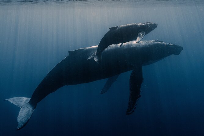 Private Niihau Scenic Snorkel - The Guide: Nick and Jessie