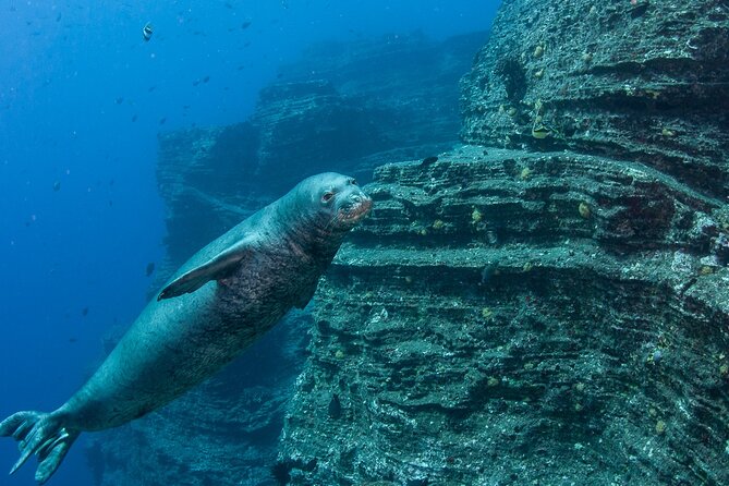 Private Niihau Scuba Charter with 2 or 3 Tank Dive Option - Discover the Ultimate Niihau Scuba Experience for Certified Divers