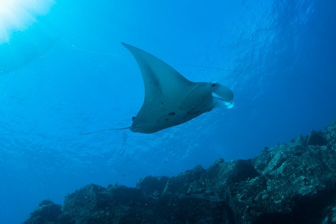 Private Niihau Scuba Charter with 2 or 3 Tank Dive Option - Starting Early at Kikiaola Small Boat Harbor