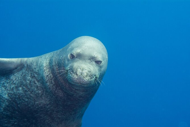 Private Niihau Scuba Charter with 2 or 3 Tank Dive Option - Marine Wildlife and Underwater Landscapes