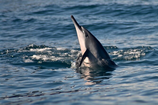 Private Niihau Scuba Charter with 2 or 3 Tank Dive Option - Lunch and Lehua Crater Wildlife Tour