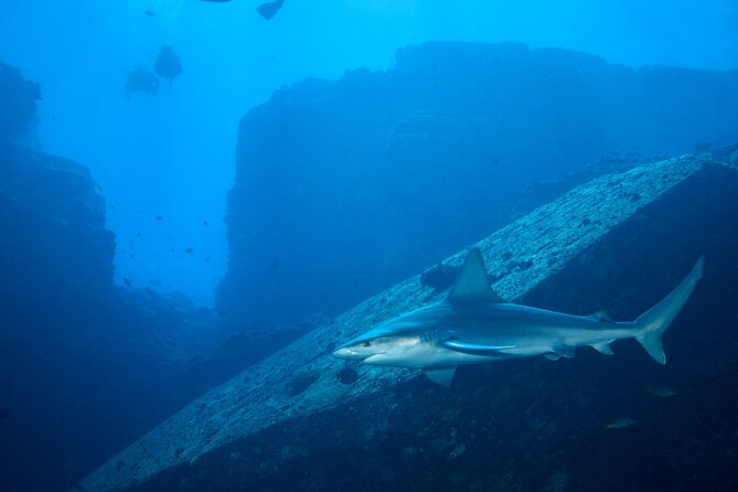 Private Niihau Scuba Charter with 2 or 3 Tank Dive Option - Return Trip and Weather Considerations