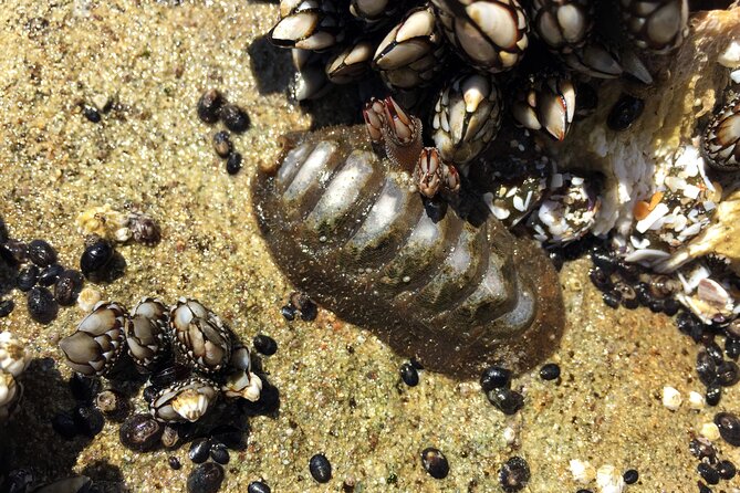 Private Northern Oregon Coast Day Trip - Exploring Oswald West State Park’s Coastal Highlights