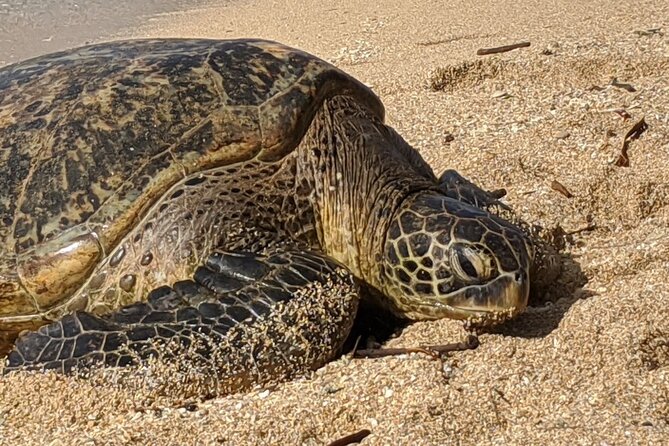 Private Oahu Circle Island Tour - Cruise Along the North Shore and Spot Surf Breaks
