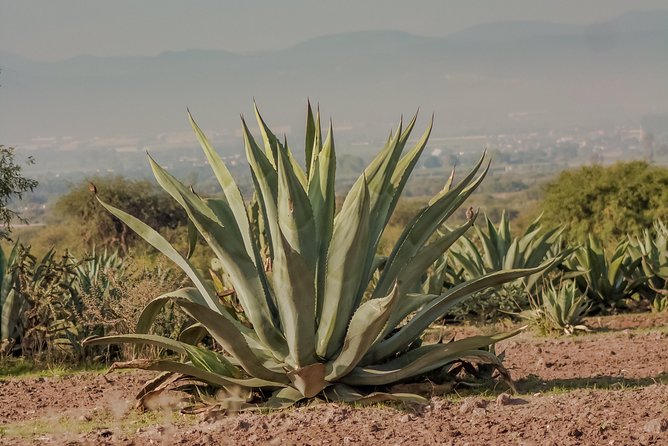 Private Oaxaca Walking Tour with Mezcal Tasting - Practical Details and Accessibility
