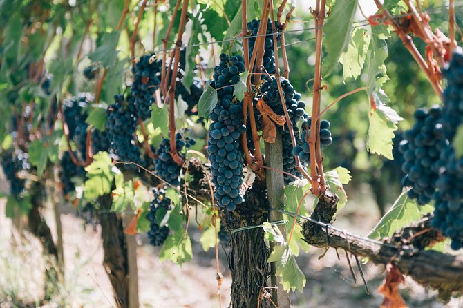 Private Off Road Wine Tour in Chianti from Siena - The Guide’s Role and Personal Touch