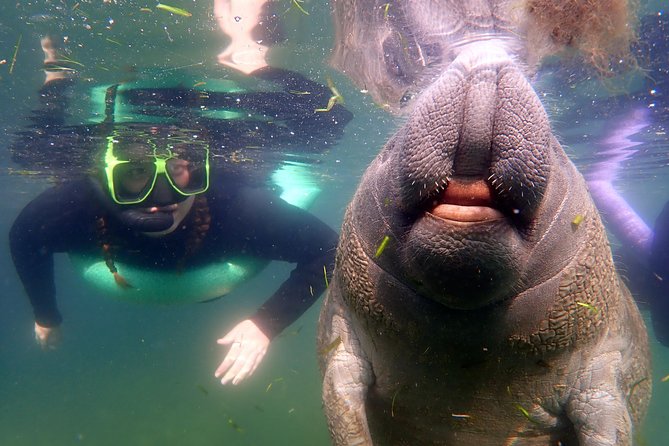 Private 'OG' Manatee Snorkel Tour with Guide for up to 10 people - Discover the Private OG Manatee Snorkel Tour in Crystal River