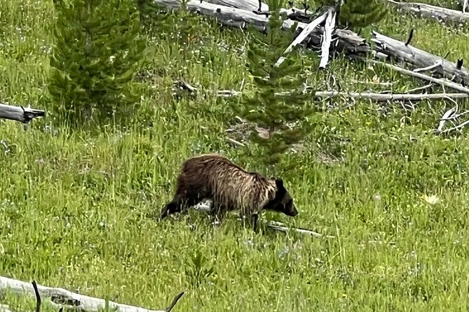 Private Old Faithful, Grand Prismatic, & Canyon Safari - Wildlife Watching in Hayden Valley