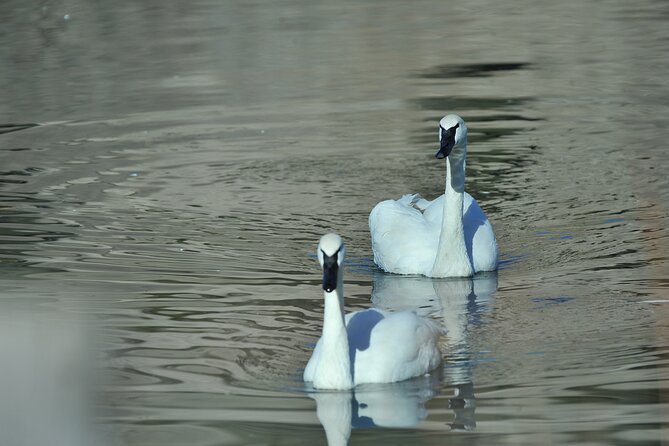 Private Old Faithful, Grand Prismatic, & Canyon Safari - Practical Details and Booking Tips