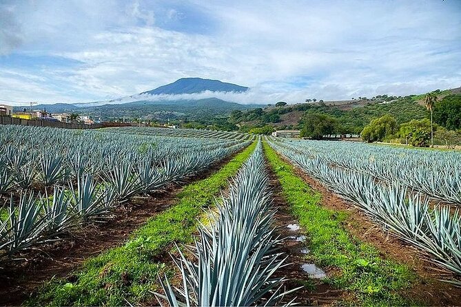 Private One Day Adventure Tour in Tequila and La Fortaleza Distillery - No Food, Alcohol, or Souvenirs Included