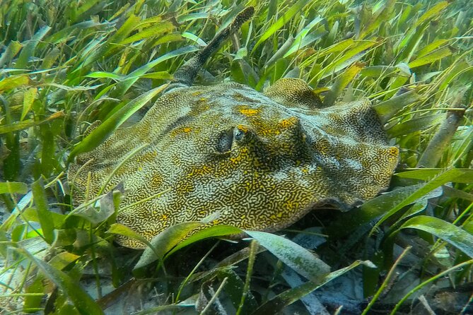 Private (only you) Reef Snorkeling in Puerto Morelos 2x40 minutes - Key Points