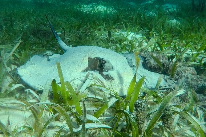 Private (only you) Reef Snorkeling in Puerto Morelos 2x40 minutes - Weather Flexibility and Cancellation Policy