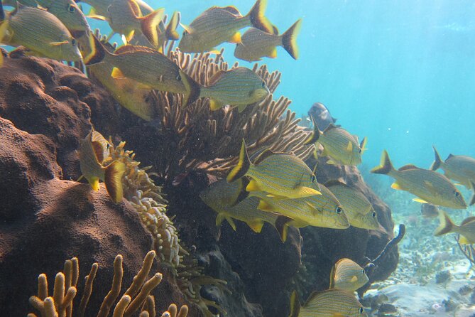 Private (only you) Reef Snorkeling in Puerto Morelos 2x40 minutes - Who Will Enjoy This Tour Most?