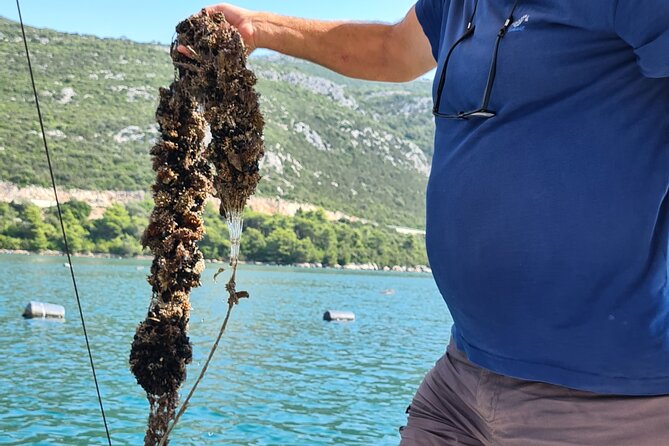 Private Oyster and Wine Tasting Day Trip along Peljesac - Walking Along the Ston City Walls