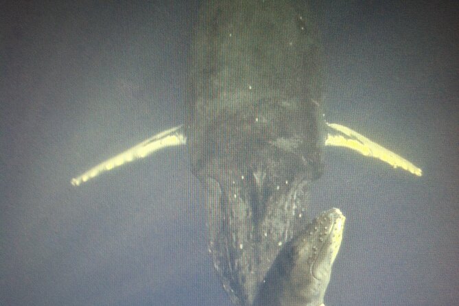 Private Paddleboard (SUP) Whale Watch: All Skill Levels Welcome - Guide Expertise and Personal Teaching Style