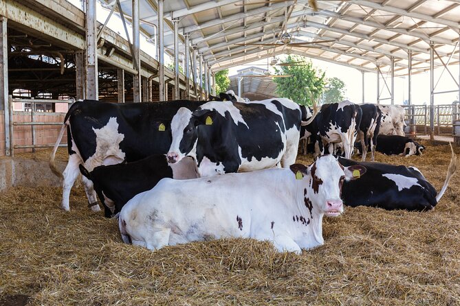 Private Parmigiano Balsamic Parma Ham and Wine Tasting Tour - Food and Wine Tastings: A Souvenir in Every Bite