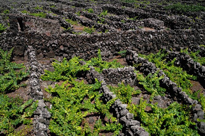 Private Pico Wine Tour (Half Day) - The Guide’s Expertise and Tour Flexibility