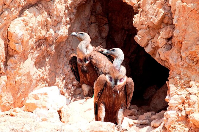 Private Plavnik Island Half-Day boat trip with capt. Bobo - Practical Details: Booking, Meeting Point, and Cancellation