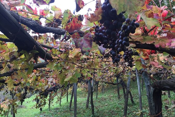 Private Pompeii and Herculaneum Day Tour with Pick Up - The Pacing and Flexibility of the Day