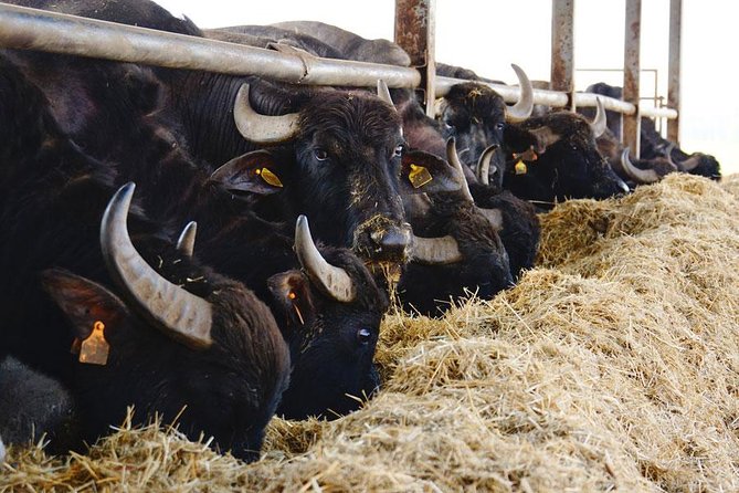 Private Pompeii, Sorrento & Mozzarella Making Tour from Naples - The Role of the Guide and Flexibility During the Tour