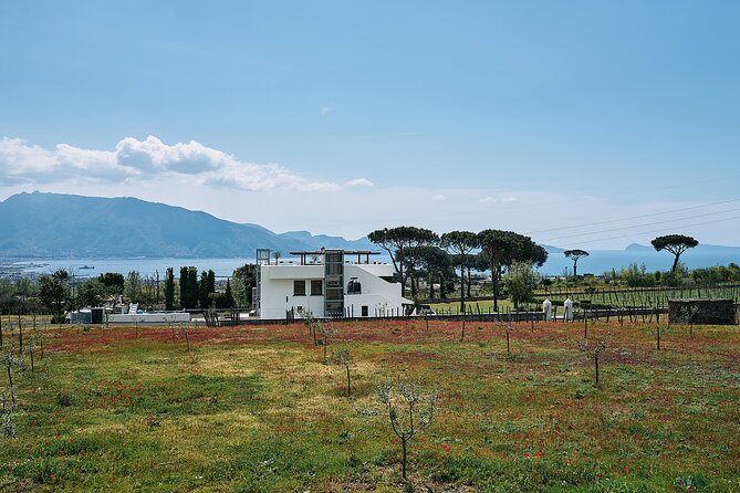 Private Pompeii Tour with Wine Tasting Experience - Vesuvius Vineyard and Gourmet Lunch Experience