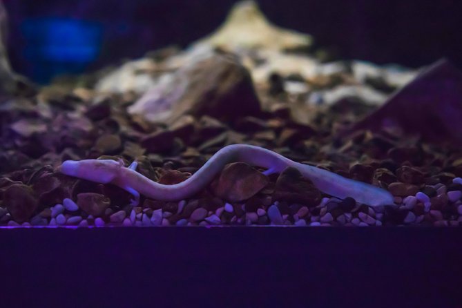 Private Postojna Cave & Predjama Castle Tour from Ljubljana - The Sum Up: A Practical Choice for Seeing Slovenia’s Highlights