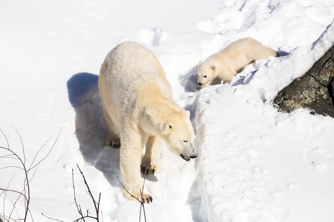 Private Ranua Zoo tour - Buffet Lunch and Free Time for Shopping in the Boutique