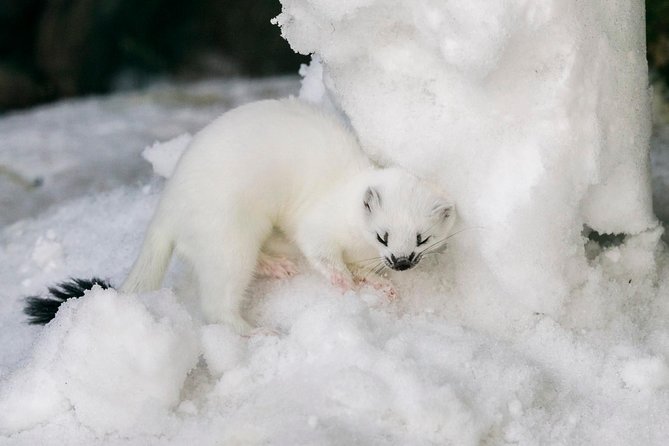 Private Ranua Zoo tour - Practical Details and Considerations