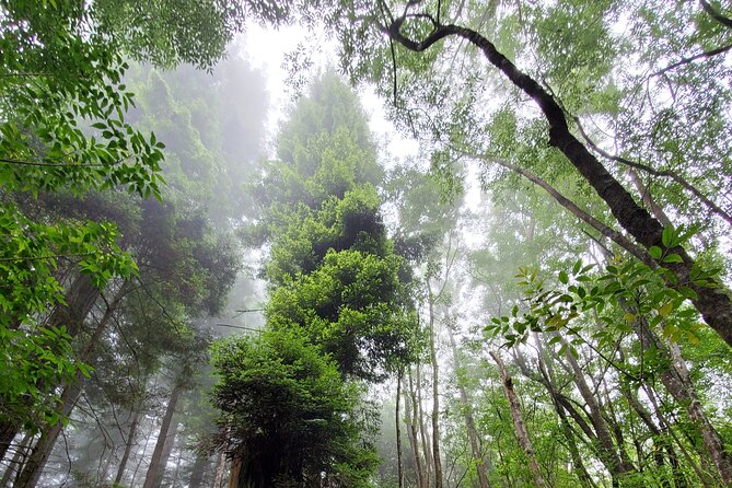 Private Redwood Forest Hiking Tour - Maui’s Redwood Forest: An Exclusive Private Tour