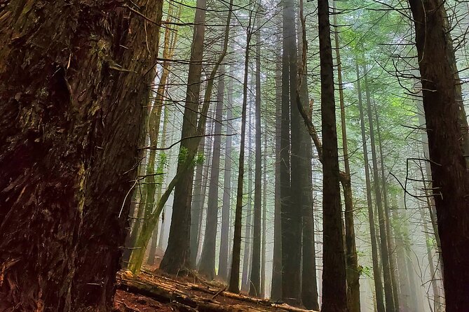 Private Redwood Forest Hiking Tour - The Guide’s Insights: Stories and Legends of Maui