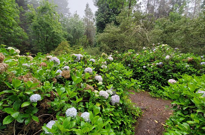 Private Redwood Forest Hiking Tour - Practical Details: Logistics and Physical Requirements